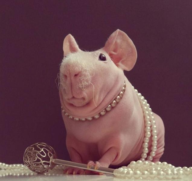 Kilgore's Nocturnal Exposition