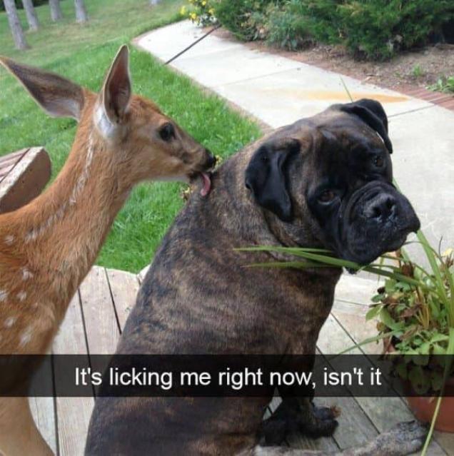 32 Dog Memes That Are A Little Ruff - Gallery