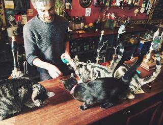 Introducing The Pub For Cats