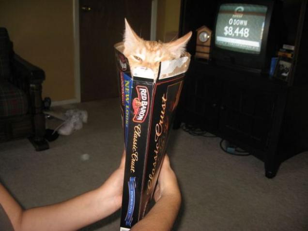 25 Crazy Cats That Will Sit In All Weird Places For Caturday