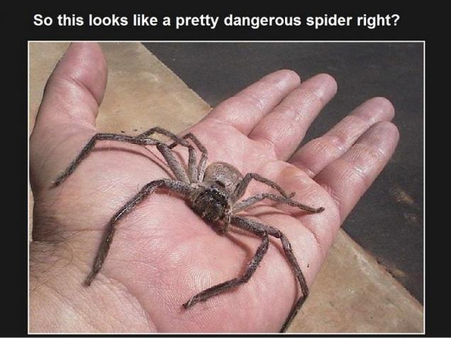 A Simple Guide How Not To Die In Australia