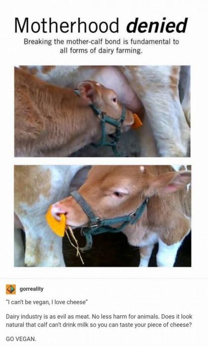 Manipulative Vegan Activists Gets Utterly Destroyed by Facts