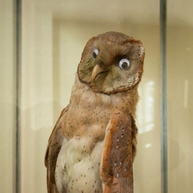 23 Prime Examples Of Taxidermy Fails So Severe They Could Hurt Your Eyes