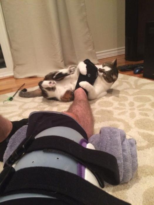 25 Cool Pics Of Cats Being Assholes For A Good Start Of Caturday