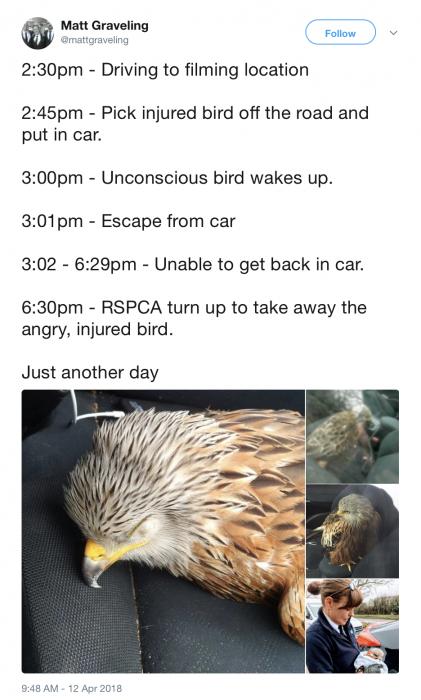 Repoter Goes To Work And Saves An Eagle On The Way