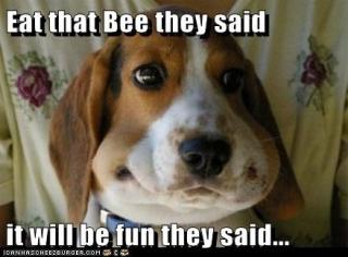 20 Dogs Stung by Bees