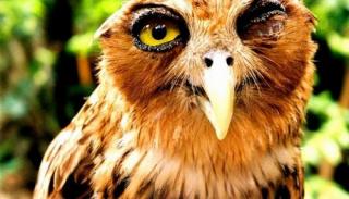 28 Animals That Look Hungover