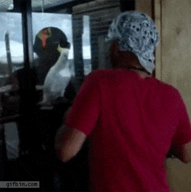 Moving Image Mayhem: Animal Edition