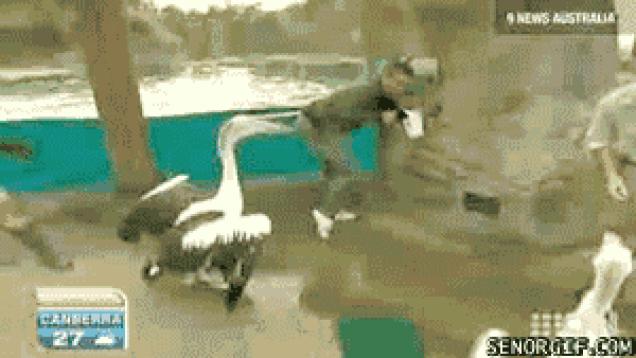 Moving Image Mayhem Animal Edition