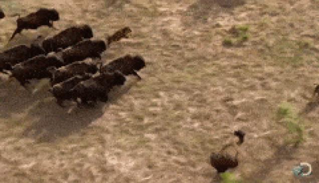 Moving Image Mayhem - Animal Edition