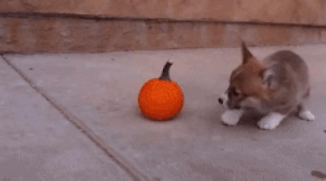 Moving Image Mayhem--Animal Edition