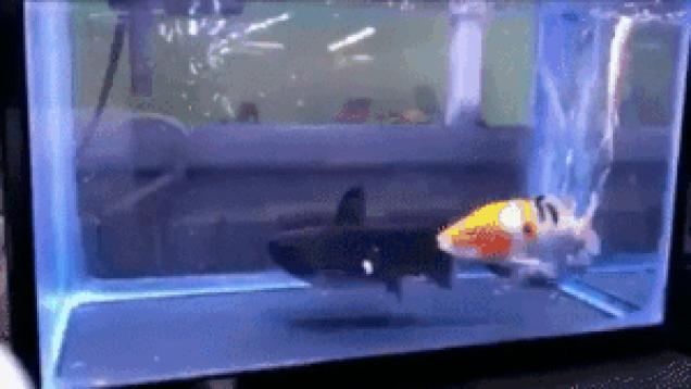 Moving Image Mayhem, Animal Edition