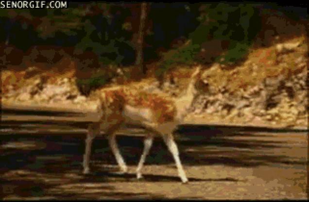 огненный взрыв. несуществующие животные. корова пукает. ядерный апокалипсис. какие животные взрываются.