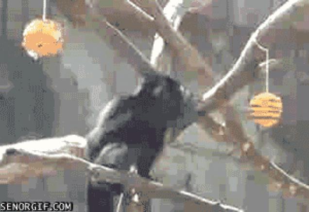 Moving Image Mayhem-_-Animal Edition