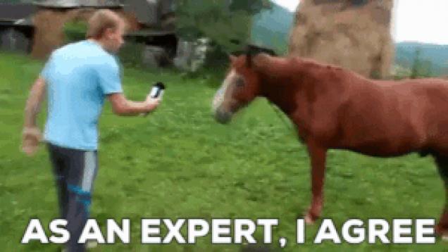 Moving Image Mayhem; Animal Edition