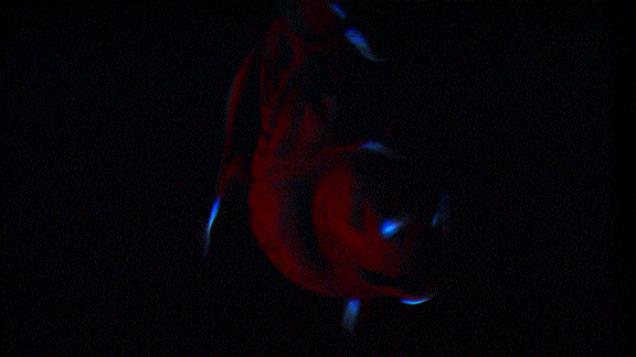 Moving Image Mayhem--Animal Edition