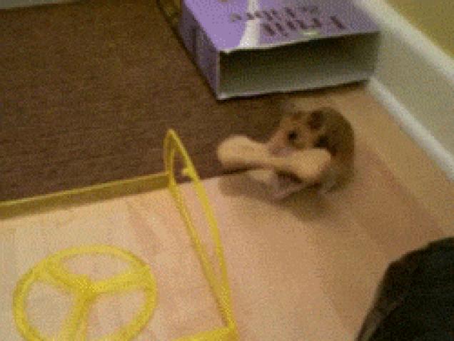 Moving Image Mayhem--Animal Edition