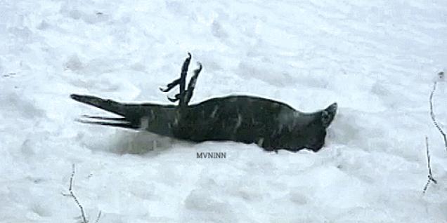 Moving Image Mayhem; (animal edition)