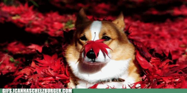 Moving Image Mayhem--Animal Edition