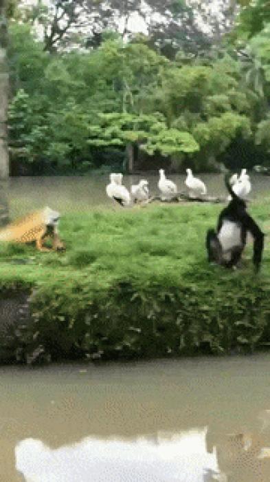 Moving Image Mayhem [ Animal Edition ]