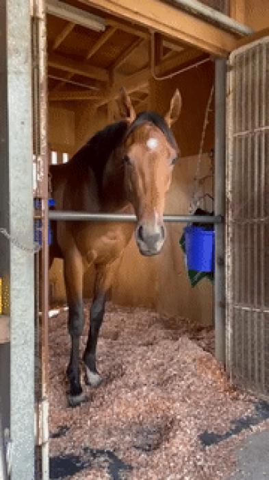 Moving Image Mayhem---Animal Edition