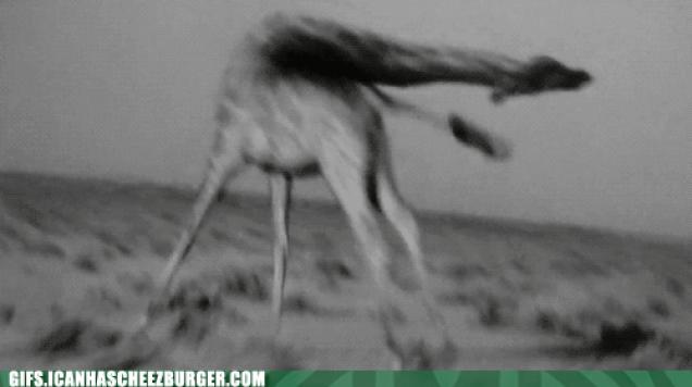 Moving Image Mayhem (Animal Edition)