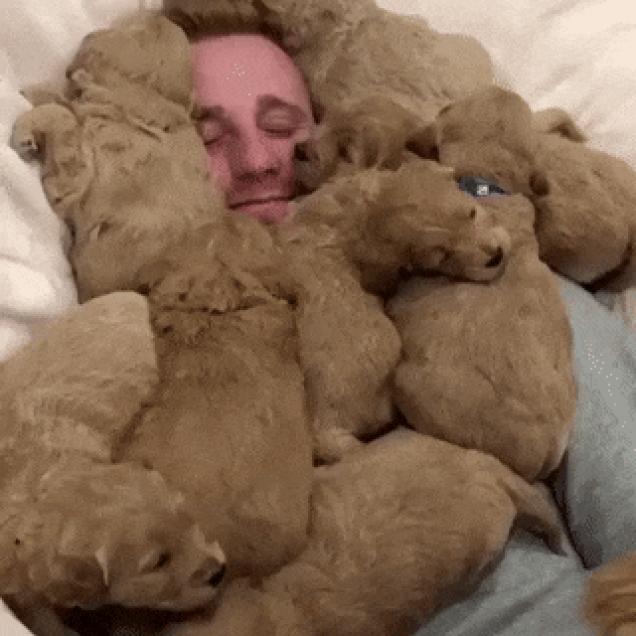 Moving Image Mayhem, Animal Edition