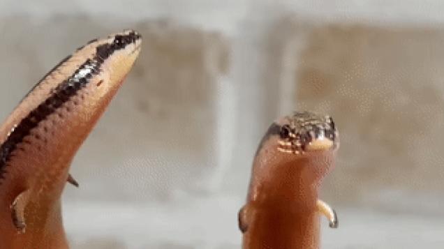 Moving Image Mayhem;;Animal Edition