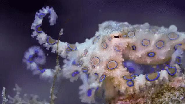 Moving Image Mayhem--Animal Edition