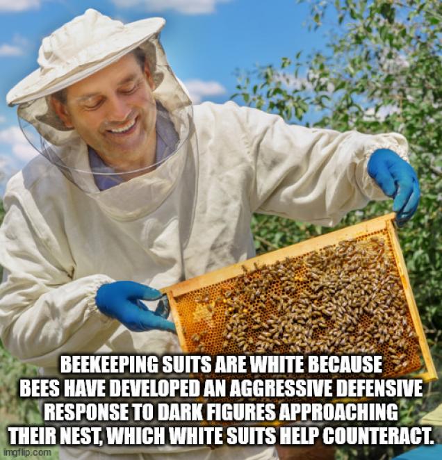 Fun Facts for Edutainment Purposes