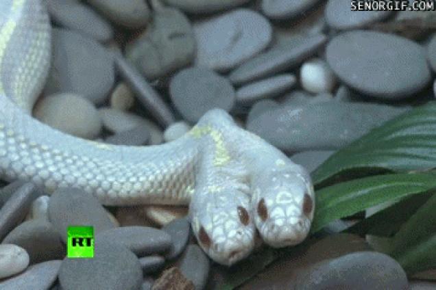 Moving Image Mayhem (Animal Edition)