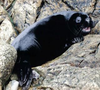 Melanistic vs. Albino