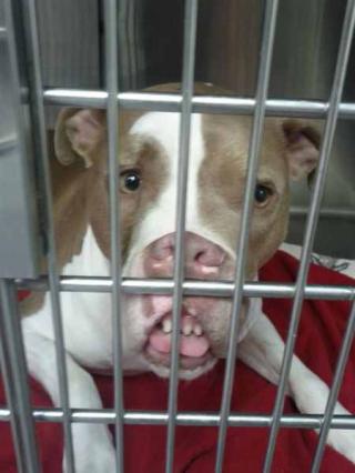 Super Ultra Mega Deluxe Gallery