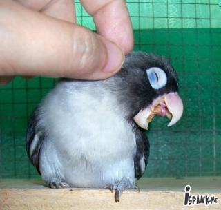 Random Lol Pics of the day