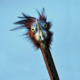 Daily Funny Pictures