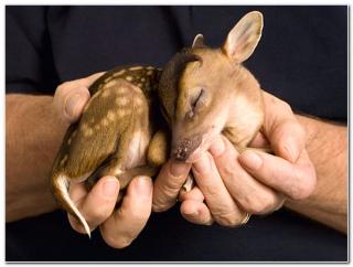 Comely and Delightful Beasts