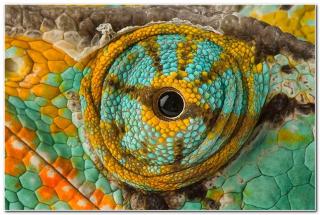 Macro photography of Animal Eyes