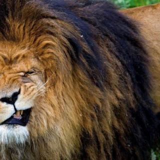 Random Animal and Human Facial Expressions