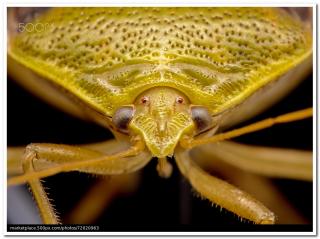 Amazing World of Macro Photography