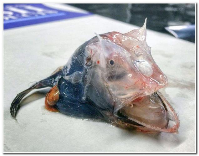 Bizarre Deep Sea Creatures