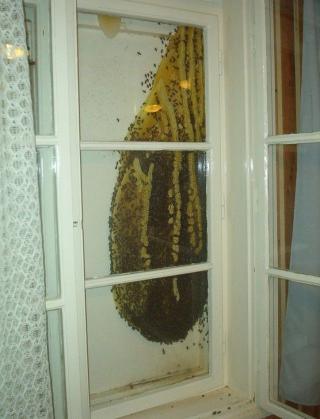 McFly's Daily Photo Flop