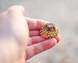 Cutest Sea Creatures To Ever Swim Their Way Into Your Heart