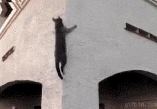 Reasons Why Cats Are Secretly Ninjas
