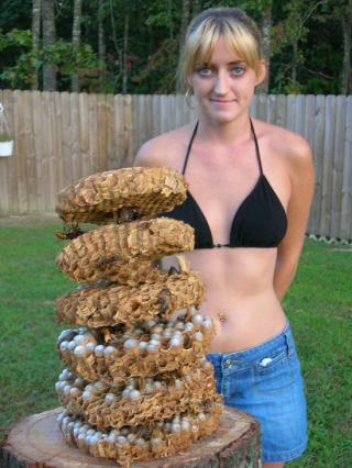 30 Scary Wasp and Wasp Nest Images!