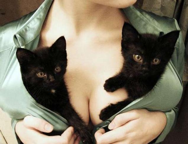 29 Reasons Cats Love Boobs!