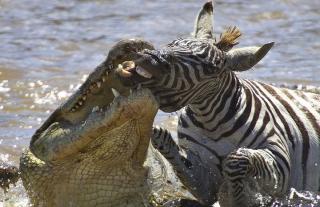 Incredible Animal Battles