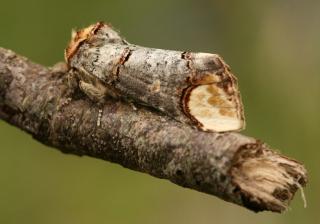 Camouflaging Yourself In The Wild