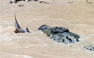 Giant Crocodile Vs Bull Shark