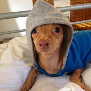 19 Animals That Think Theyre People