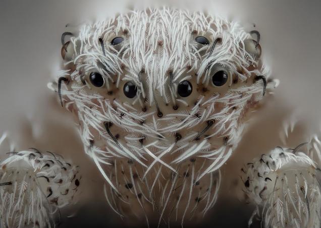 10 Extraordinary Close-Up Photos Turn Mundane Insects